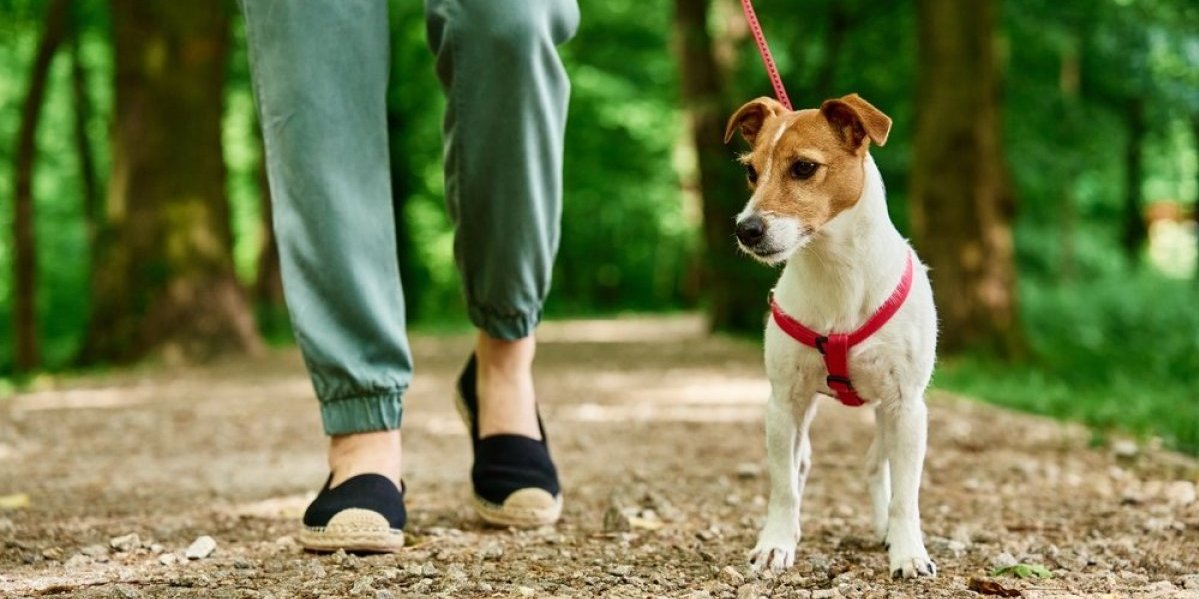 6 najvažnijih stvari za dug život vašeg ljubimca