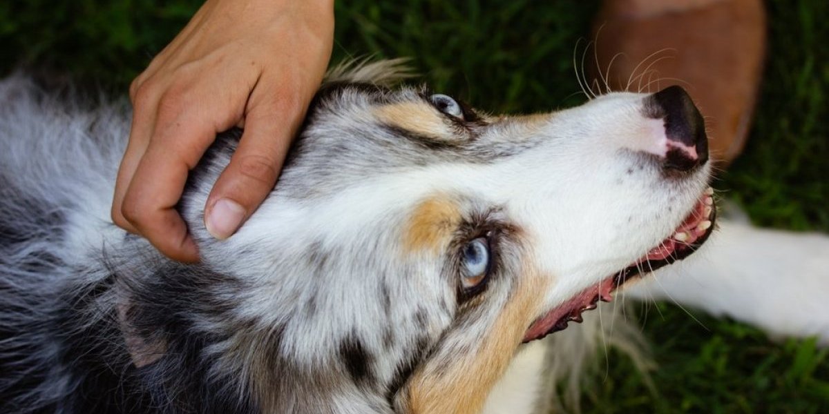 Pomazila psa lutalicu na odmoru pa ubrzo umrla: Porodica u šoku od otkrivanja uzroka