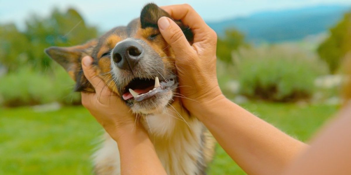 3 stvari koje psi organski ne podnose: Mnogi vlasnici greše, a nisu toga ni svesni (VIDEO)