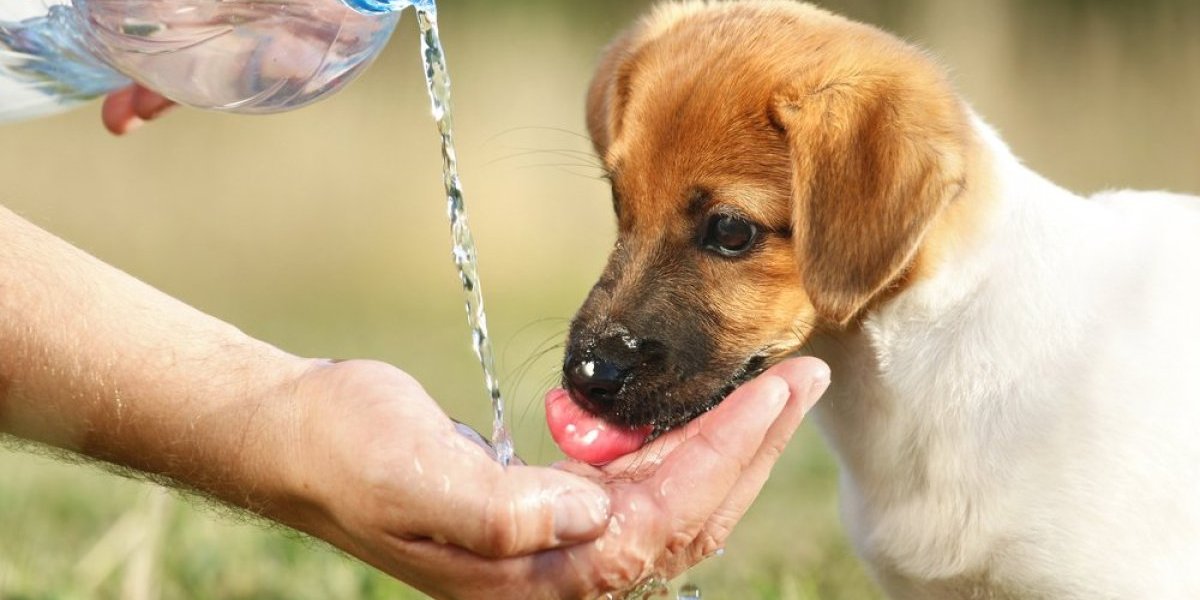 Simptomi dehidracije kod pasa: 6 znakova koje ne smete da ignorišete - budite na oprezu