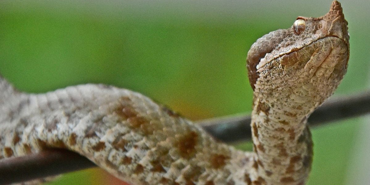 Prizor strave, al samo na oko! Otrovnica se sunča na grani, prirodna pojava na Kablaru?!