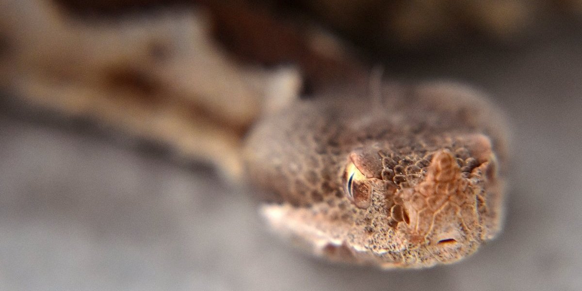Poskok ujeo ženu, preminula na putu do bolnice: Horor u komšiluku, decenijama se ovo nije dogodilo