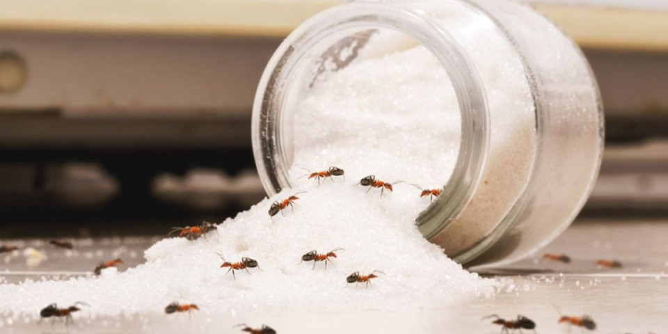 Rešite se mrava preko noći: Ovaj trik oduševio hiljade domaćica, a ne košta ni 200 dinara