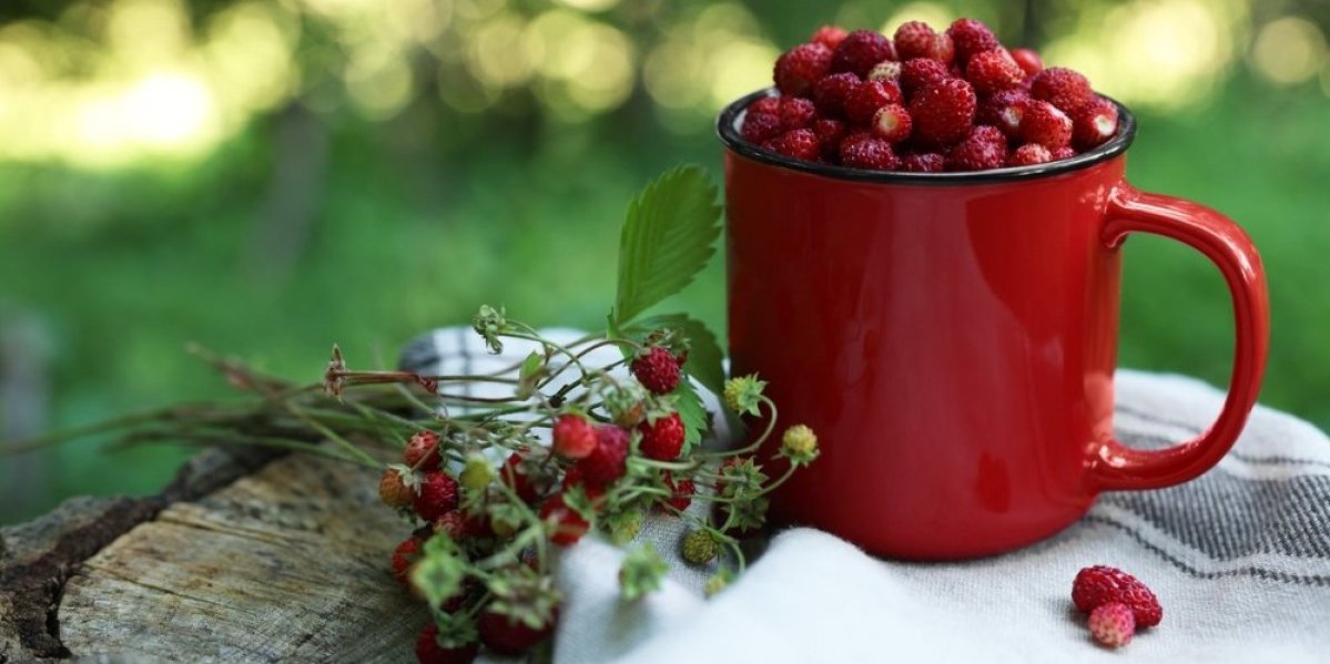 Slatko od šumskih jagoda iz sveske recepata naših baka: Nema boljeg - čista teglica zadovoljstva crvenih plodova