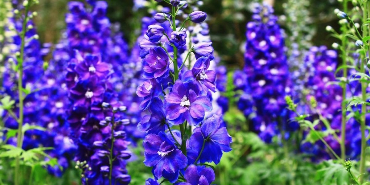 Tera zle sile i negativnu energiju - Veličanstveni cvet je najlepši julski ukras bašta i balkona (FOTO)