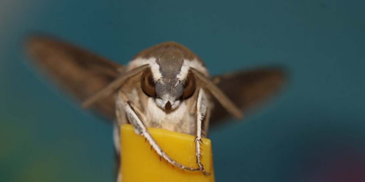 Trik koji tera moljce iz kuće za tren oka: 1 sastojkom iz kuhinje rešićete se dosadnog insekta