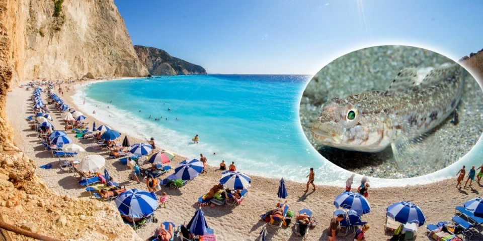 Srbin u Grčkoj nagazio na otrovnu ribu: Umesto odmora doživeo stres