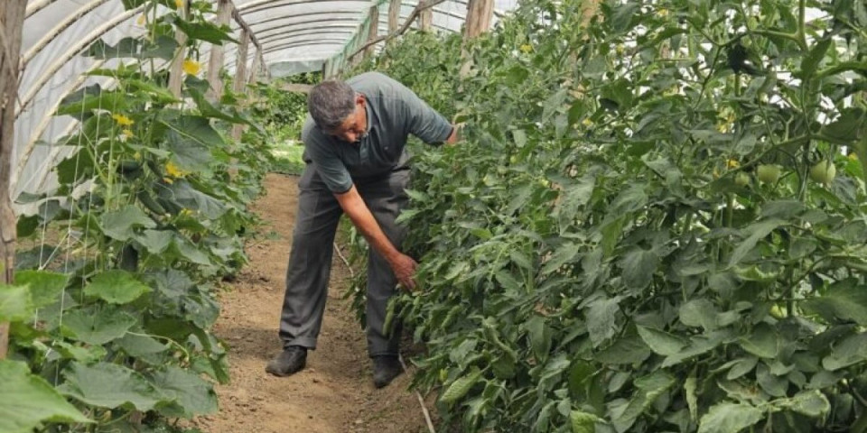 On je najvredniji i najstariji baštovan u Polimlju: Zna svaku biljku u seme