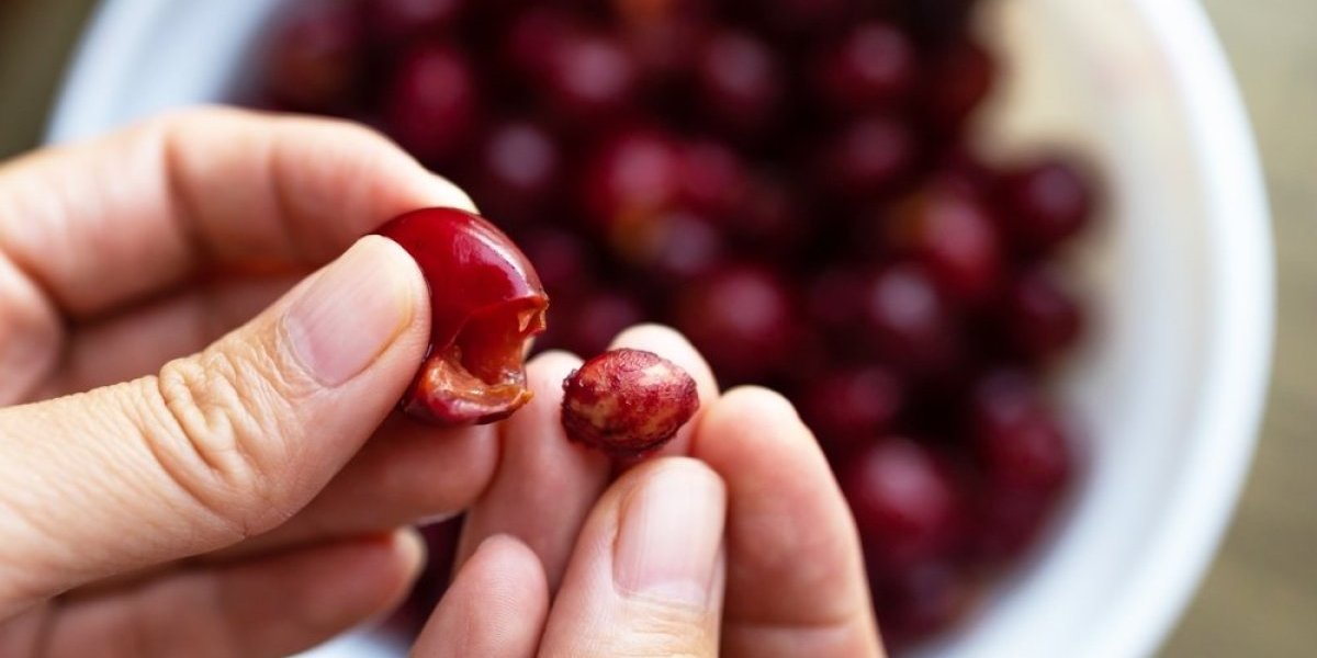 Trik koji je zaludeo domaćice: Nikad lakše očistite višnje i trešnje od koštica