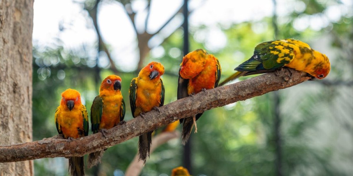 Smeh do suza: Pet papagaja iz ZOO vrta razdvojeno, jer su psovali i smejali se prolaznicima (FOTO)