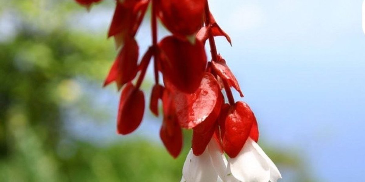 Tagimoucia  - Cvet koji raste samo na jednom mestu na svetu: Odabran da bude i na nacionalnoj novčanici (FOTO)