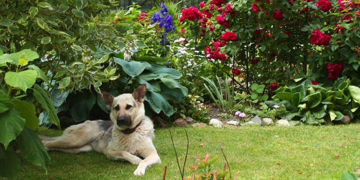 Hitno upozorenje: Ove uobičajene potrepštine u dvorištu mogu da ubiju vašeg psa