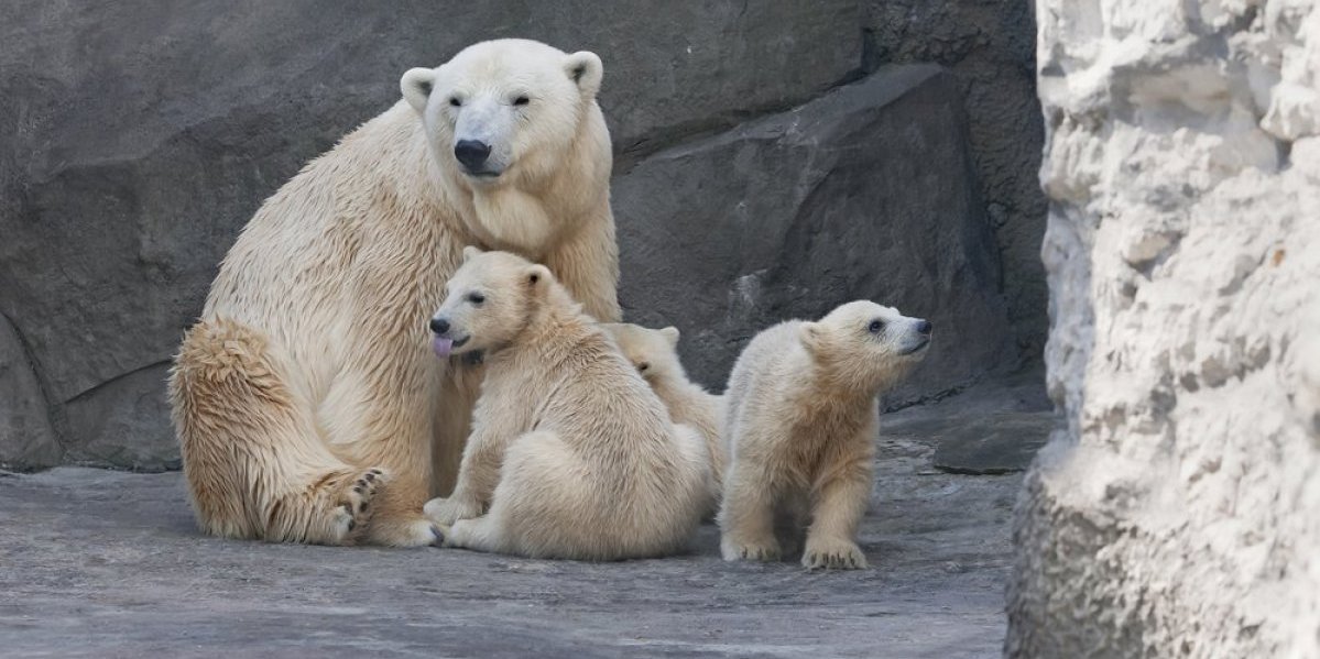 Polarni medvedi uživaju za sve pare: Fotografije iz Praga obišle ceo svet (FOTO)