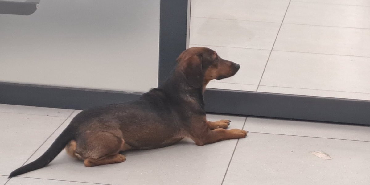 Ni njemu nije lako: Pera je ovde našao spas od vrućine