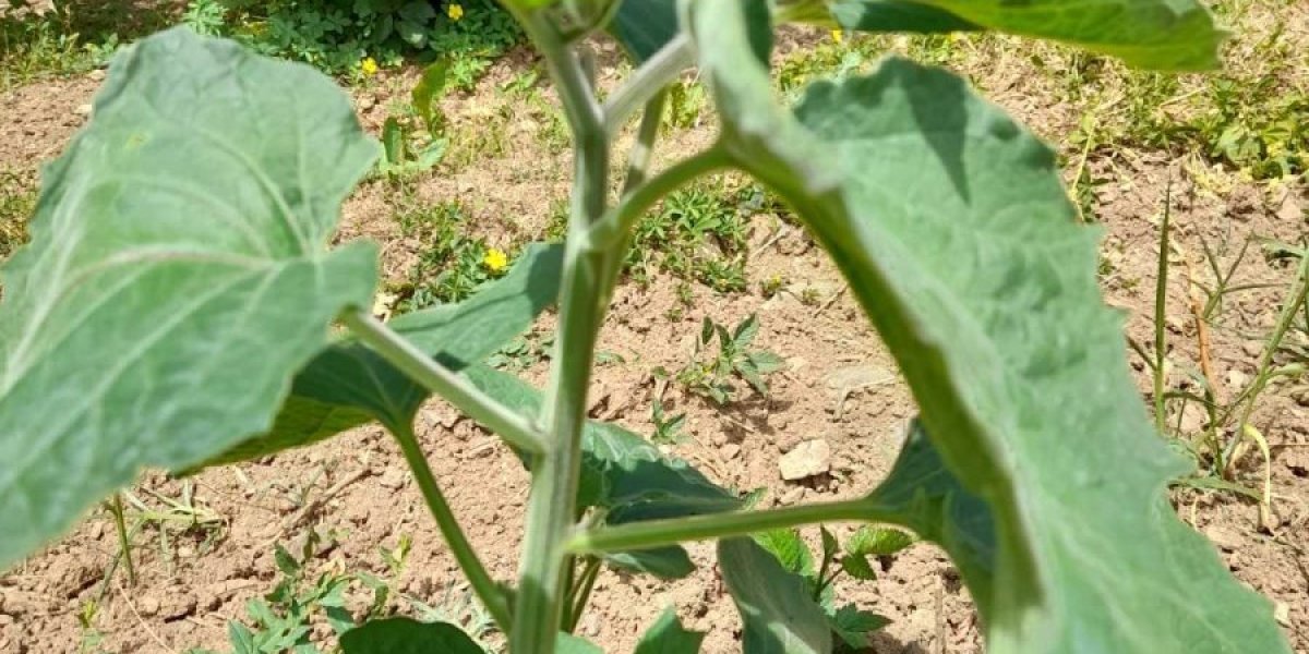 Peruanska jagoda u Prijepolju