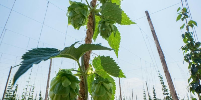 Biljka koju traži ceo svet u Srbiji raste kao luda: Košta preko 1.000 evra, a nalazi se u omiljenom piću