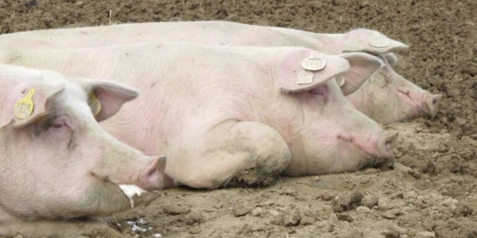 Pošto svinjče? Šta kažu farmeri na novu cenu tovljenika