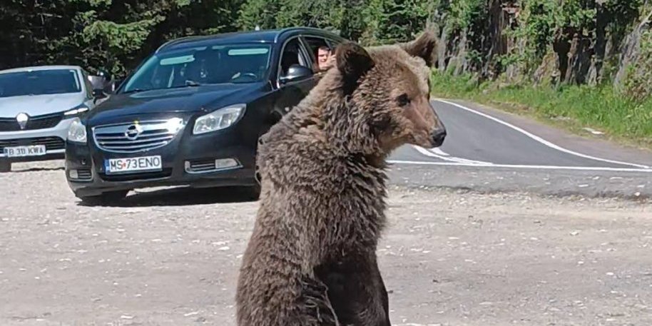 Svašta se dešava: Medved uleteo čoveku u toalet – ono što je usledilo ostavlja bez daha