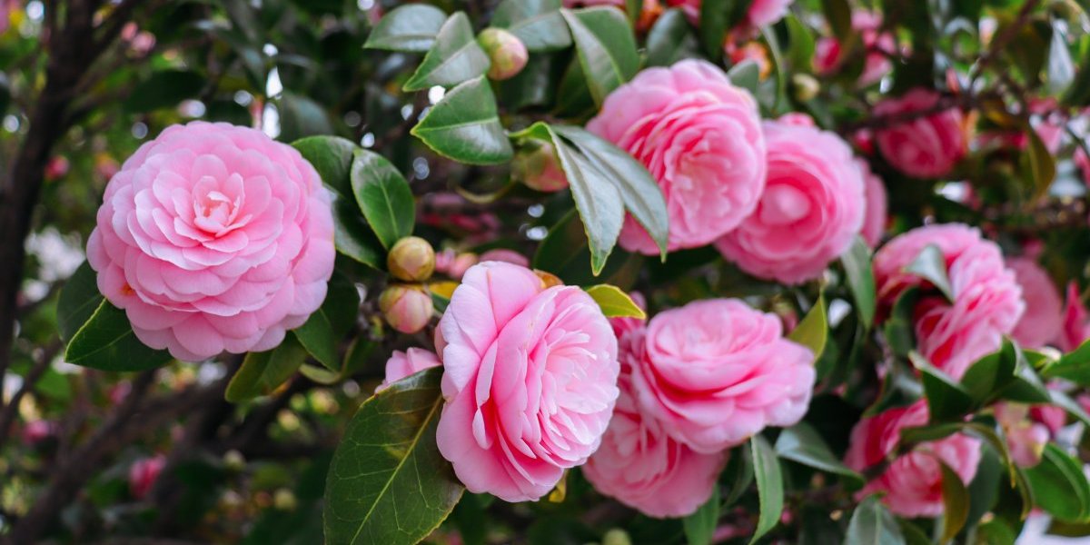 Cvet koji obožava hladovinu: Zahteva minimum nege, a da bi bujao 1 stvar je ključna