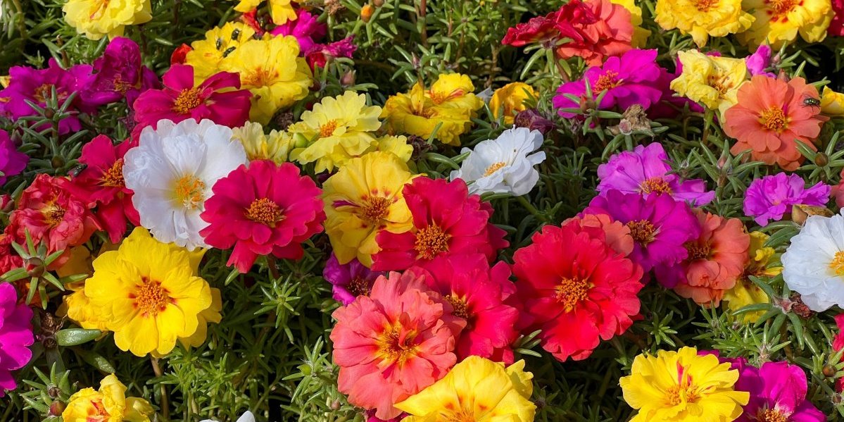 Meksička ruža cveta mesecima: Neuništiva biljka koja uspeva i kad sve drugo vene (FOTO)