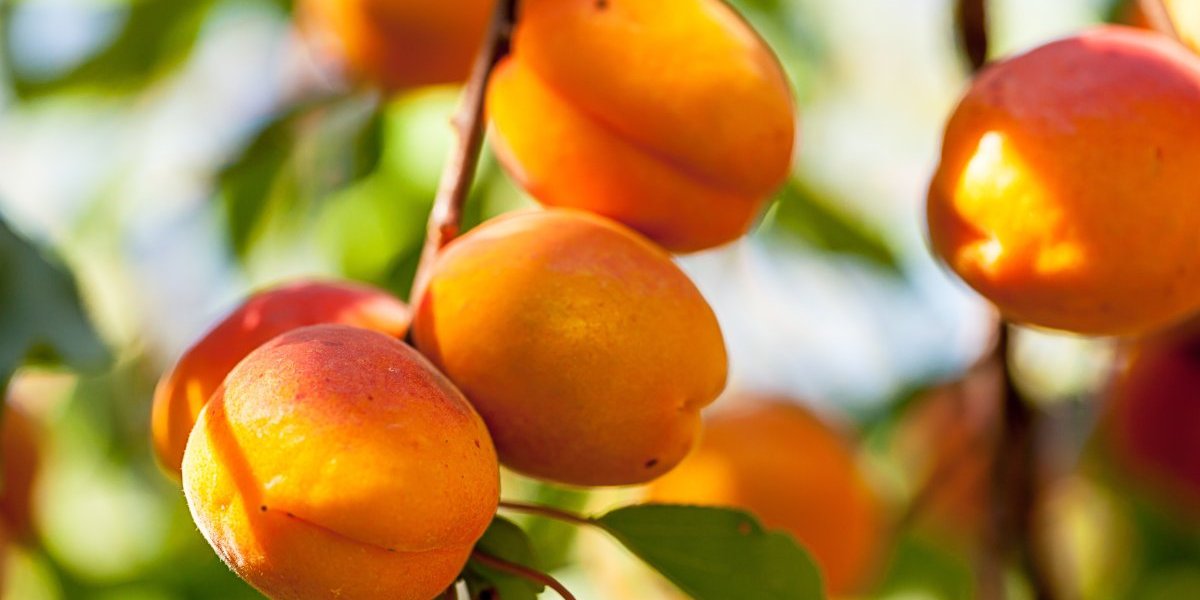 Čuvaju oči, kožu i jetru: 9 razloga zašto što češće treba jesti kajsije