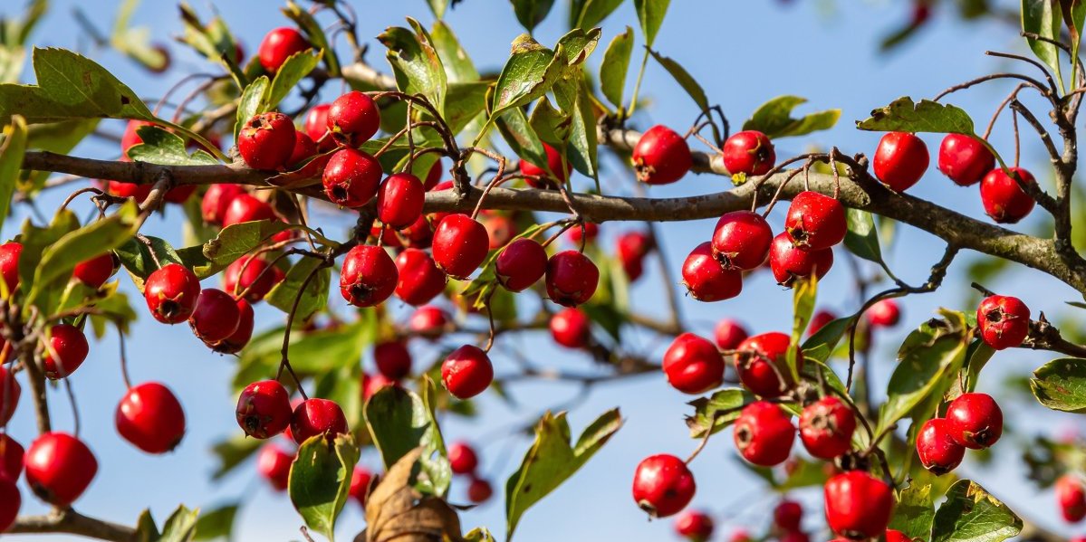 Raste pored puteva, a moćno deluje na telo i um: Zaboravljena biljka pomaže u očuvanju zdravlja (FOTO)