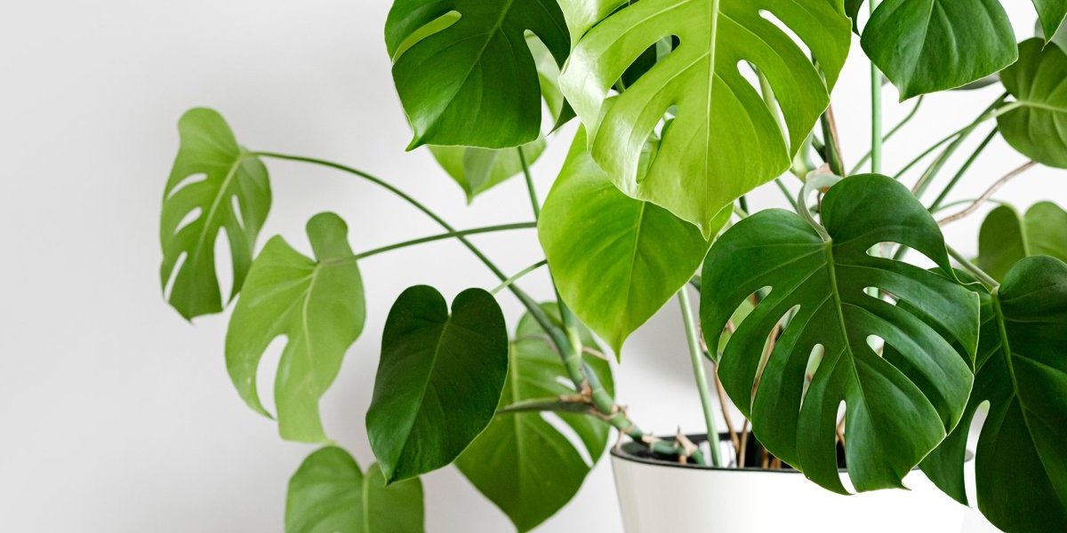 Biljka koja "plače": Laka za održavanje i idealna za početnike (FOTO)