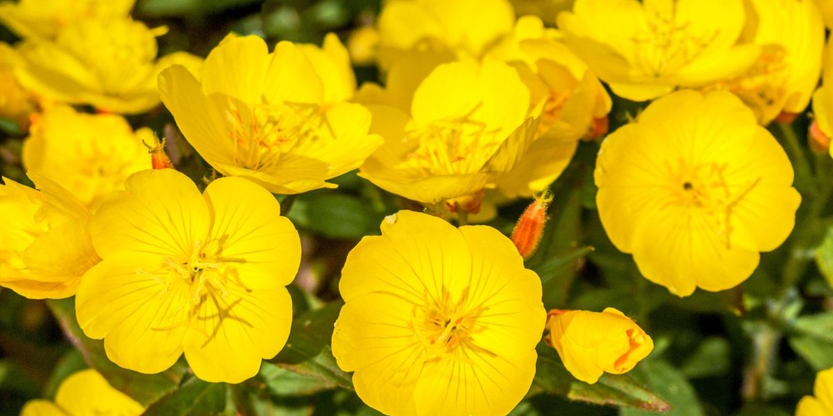 Danas se lako otkriva ko će biti zdrav, a ko će se razboleti: Običaj za Petrovdan koji se praktikuje vekovima