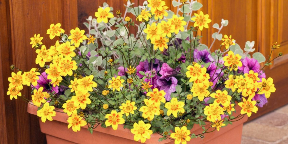 Zlatni ukras vrtova i balkona: Uspeva i bez puno nege, baštovani bidens obožavaju (FOTO)