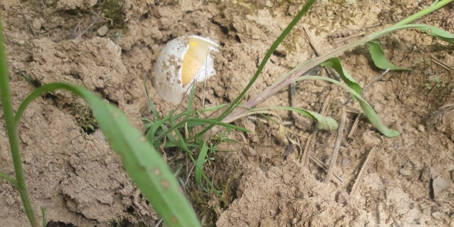 Ne treba im nikakva nega, kilo košta  25 evra, preko Drine su duplo skuplje, ali nema ih