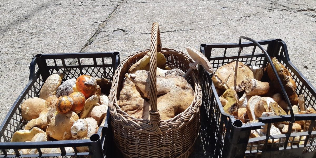 Slaba berba ove godine 