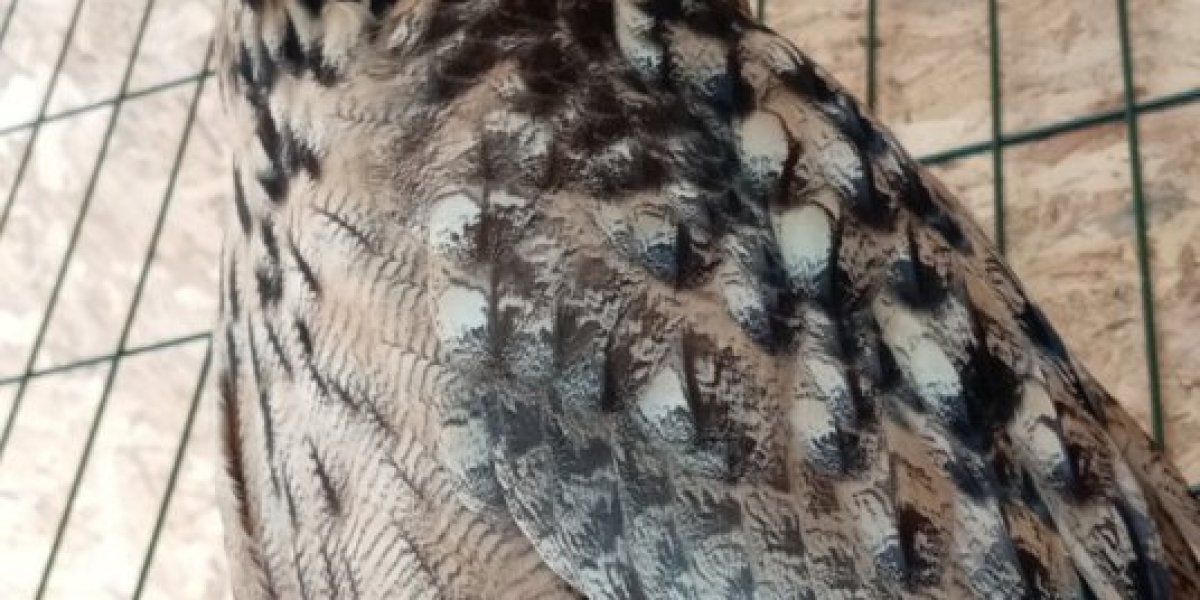 Ni njima nije lako - Coka 