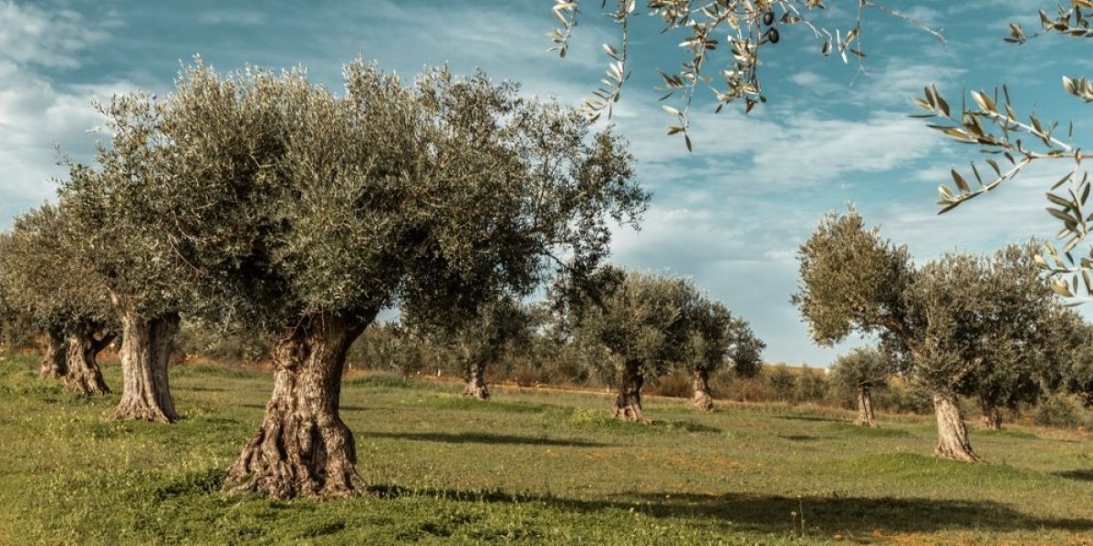 Oporavite uvelu maslinu: 3 fantastična rešenja koja će je učiniti bujnijom nego ikada