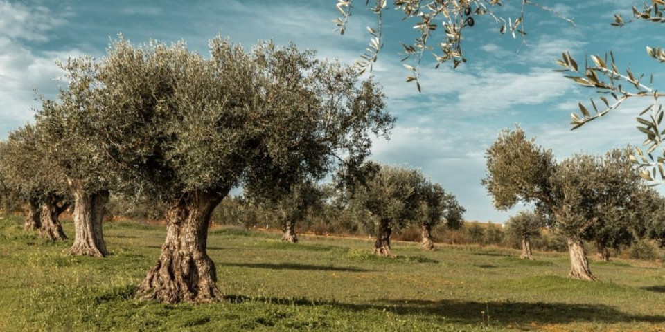 Oporavite uvelu maslinu: 3 fantastična rešenja koja će je učiniti bujnijom nego ikada