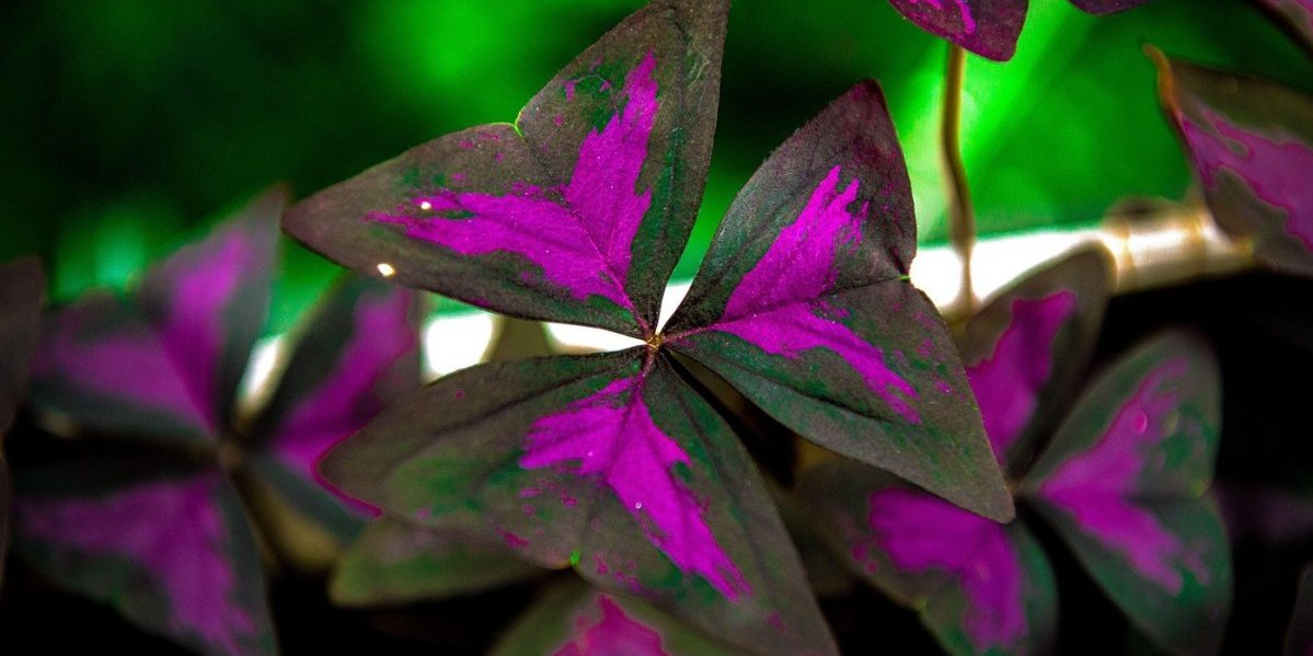 Ljubičastu detelinu treba imati na terasi: Donosi sreću, a  uspeva i najneiskusnijima (FOTO)