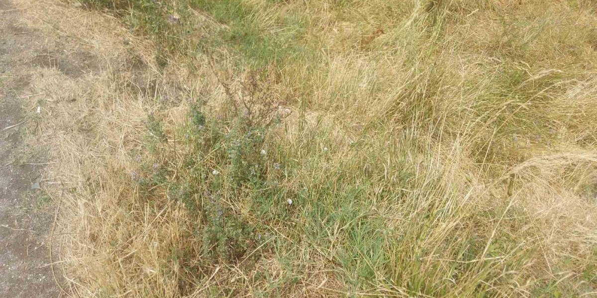 Kanal u kom je pronađeno telo 