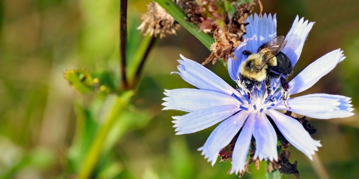 Biljka koja pomaže kod problema sa jetrom, a raste svuda oko nas: Jeftina kao korov, a vredna kao zlato