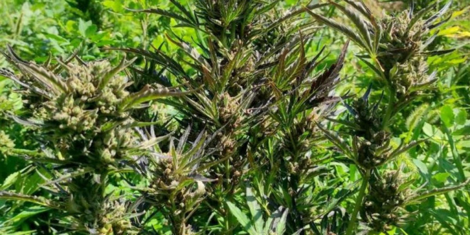 U dvorištu gajio zabranjenu biljku: Otkriven bogat zasada u Rumi