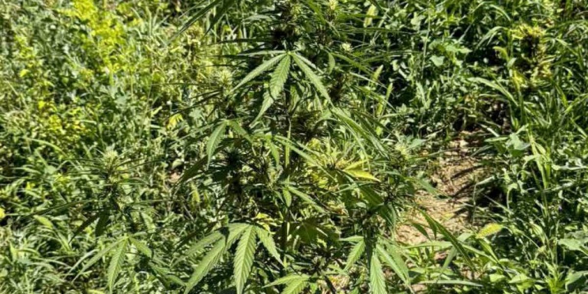 Policija zaplenila sadnice