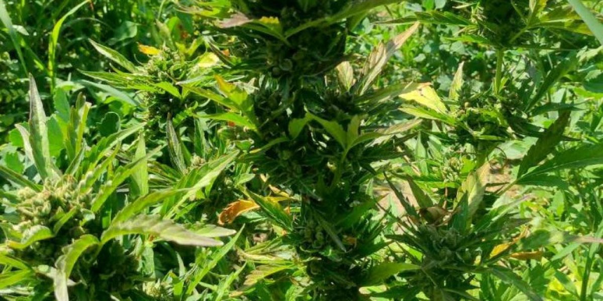 Plantaža u dvorištu 