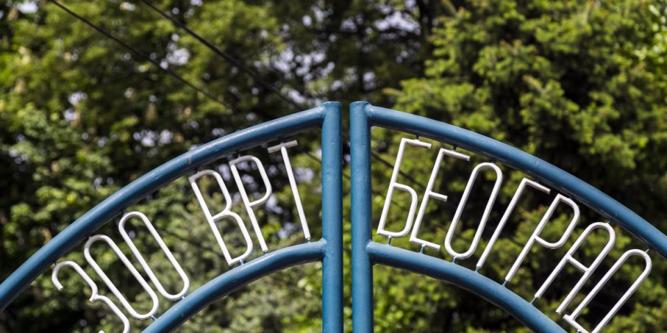 Stigle prinove u beogradski zoo-vrt: Kažu da su najinteligentnije životinje