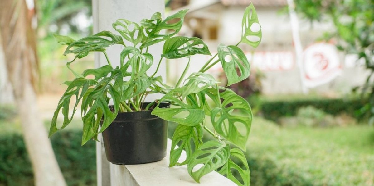 Zbog ovoga ćete zavoleti monsteru: Toliko je jednostavna da ćete se pitati kako niste znali za nju ranije (FOTO)