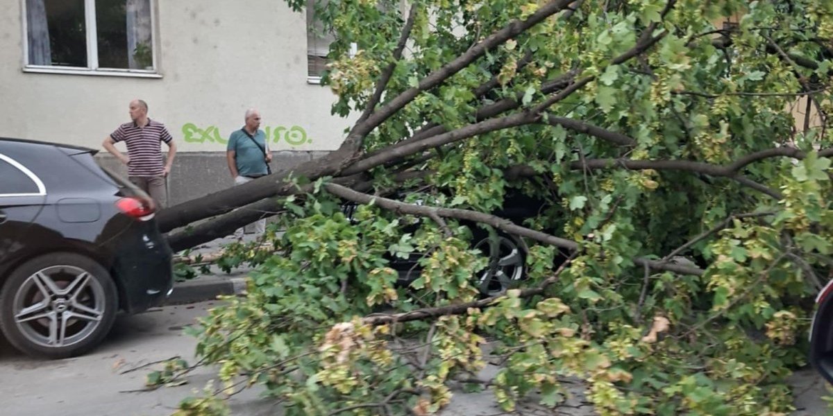 Nevreme u Leskovcu: Olujni vetar obara stabla (FOTO/VIDEO)