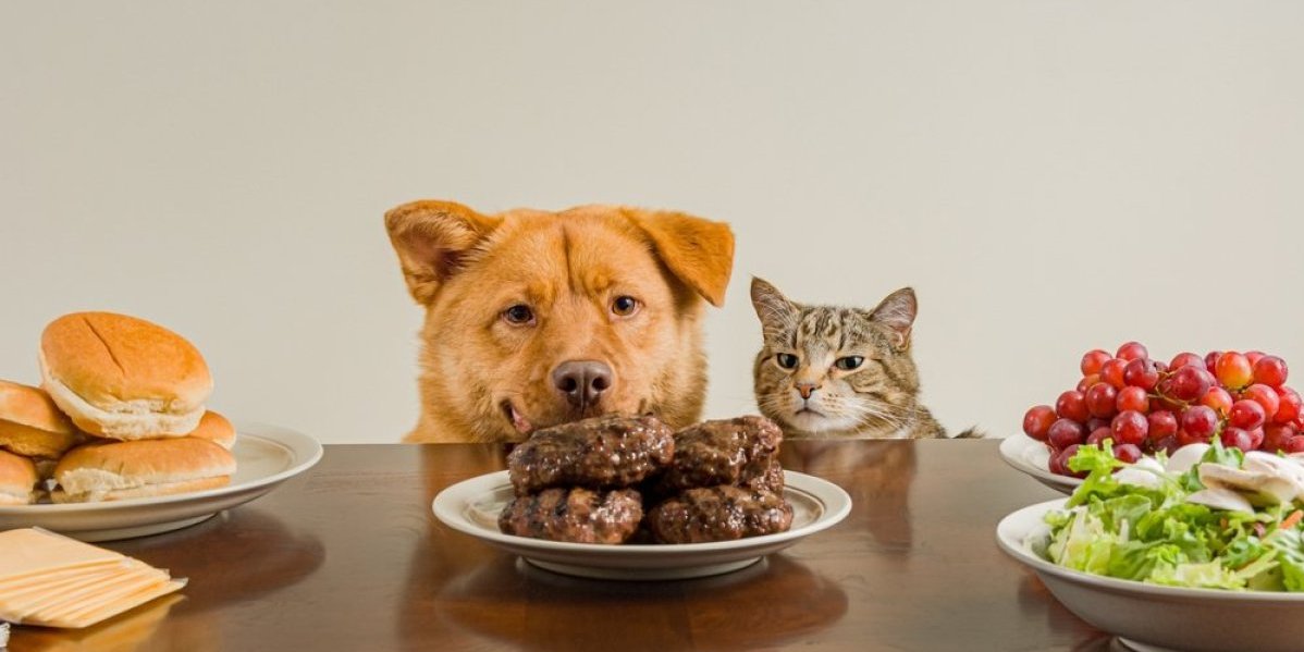 Namirnica koja je opasna za pse: Iako je obožavaju, prestanite da je dajete - dovodi do trovanja