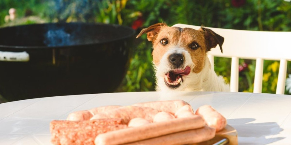 Namirnica koju ne smete da dajete psu: Deluje bezazleno, a dovodi do opasnog oboljenja