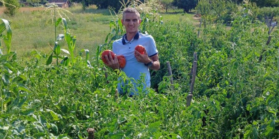 Kakav je ovo paradajz, jedan dovoljan za celu familiju: U Mačvi ponovo džinovski rod