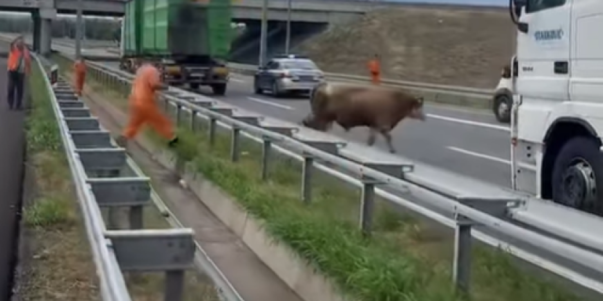 Razjareni bik napravio haos na auto-putu: Vozači u šoku (VIDEO)
