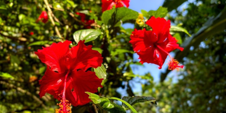 5 jestivih cvetova iz bašte koji čuvaju zdravlje: Iznenadiće vas njihova moć