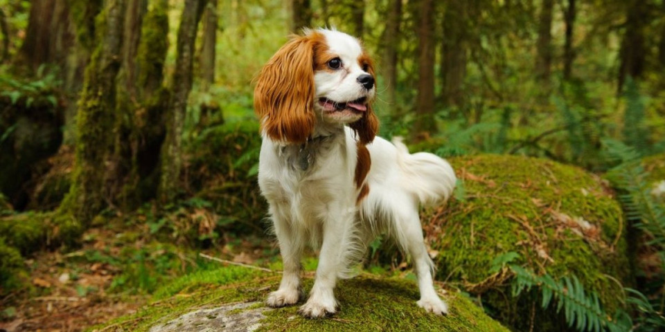 Zašto pas juri svoj rep? Ljubimac vam ovim ponašanjem šalje jasnu poruku