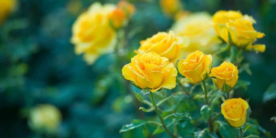 Namirnica koja oporavlja ruže: Prirodno đubrivo uz koje će raskošno cvetati do kasne jeseni